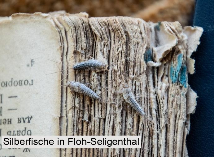 Silberfische in Floh-Seligenthal